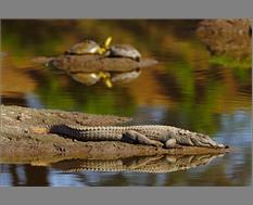 Sun basking Crocodile - Image By Rathika Ramasamy